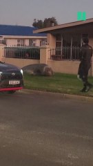 Un elefante marino deambula por las calles de una ciudad en Sudáfrica