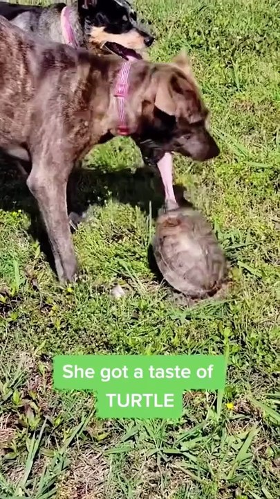 Funny dogs🤣🤣#funny #fyp #foryou #funnyvideos #funnyanimals #dog