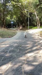 Twice the source of happiness #dog #funnydog #dogsoftiktok #pet