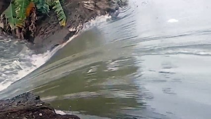 തോരാ മഴയും കിഴക്കൻ വെള്ളത്തിന്‍റെ വരവും ചതിച്ചു, കൈനകരിയിൽ മട വീഴ്ച..!! ആറായിരം ഏക്കറിലെ ആറുപങ്ക് പാടശേഖരം നിറഞ്ഞൊഴുകുന്നു