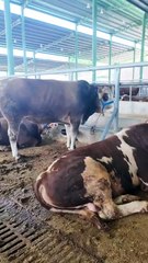 İzmit Modern Hayvan Pazarı’nda kurbanlık hareketliliği başladı