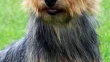 التيرير الأسترالي | Australian Terrier