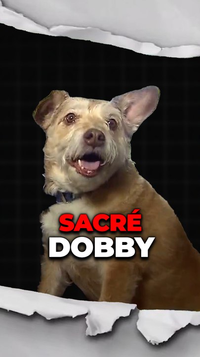 Sacré Dobby