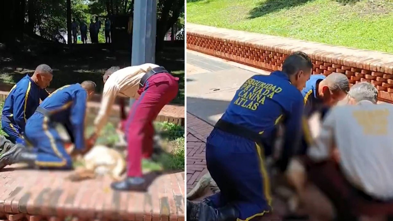 'Falcao', un perro guardián, murió y fue reanimado tras recibir una descarga eléctrica en Cali