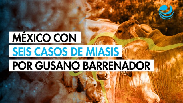 México confirma seis casos de miasis humana por gusano barrenador