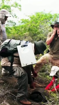 Extinct Since 1906: The Fernandina Galápagos Tortoise is Alive! Fernanda's Rediscovery