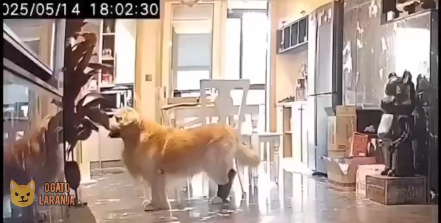 Vídeo de cachorro usando chinelo enquanto homem o procura viraliza na internet