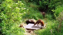 Springwatch 2025 episode 2