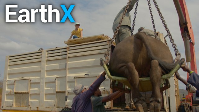 Moving WILD BUFFALO with a CRANE | Wild Wonders with Brooke | EarthX