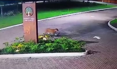 Onça-parda é flagrada 'passeando' por Peruíbe; VÍDEO