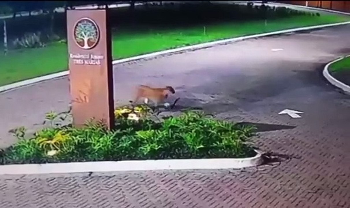 Onça-parda é flagrada 'passeando' por Peruíbe; VÍDEO