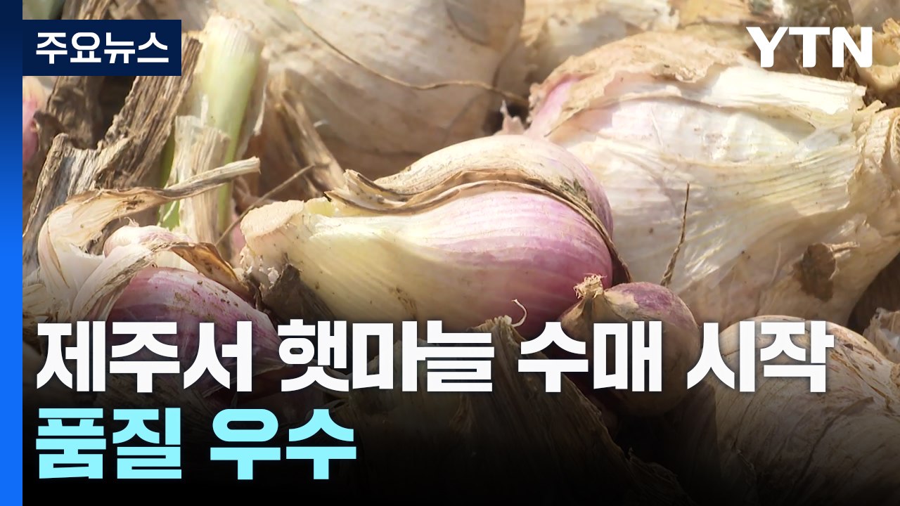 제주에서 전국 첫 햇마늘 수매 시작...품질 우수 / YTN
