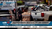 Hay dos detenidos por abandonar cabezas de cerdo afuera de la Secretaría de Seguridad de Tijuana