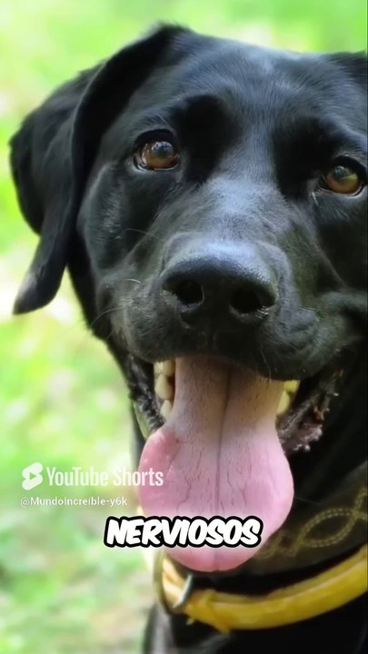 ¡Descubre el curioso mundo de los perros y sus collares!#curiosidadesincreibles
