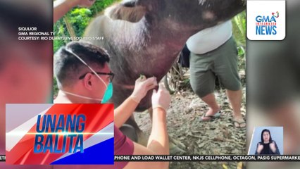 6, nagpositibo sa glanders disease sa Siquijor; 2 nasawi | Unang Balita