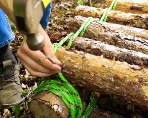 Introvert’s Dream! Creating a Peaceful Hideaway in the Woods