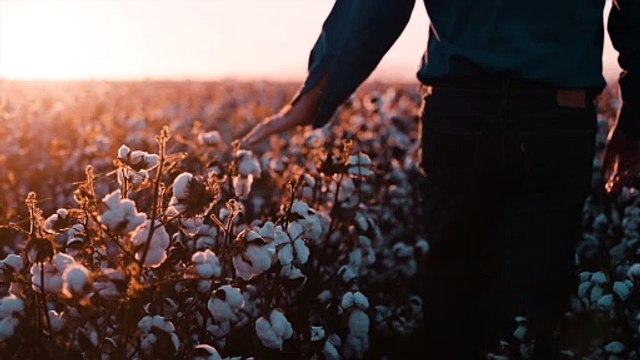 Locals can't buy bras socks or jocks in one of Australia's cotton capitals