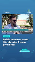 Bolivia marca un nuevo hito al enviar 2 vacas gyr a Brasil