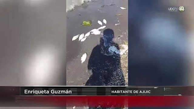 Cientos de peces muertos aparecen en Ajijic Chapala