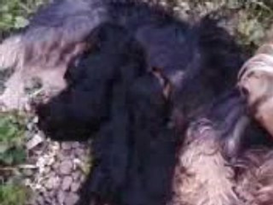 La petit(e)s famille de york