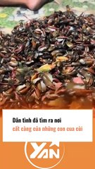 CĐM bất ngờ vì cua cùi