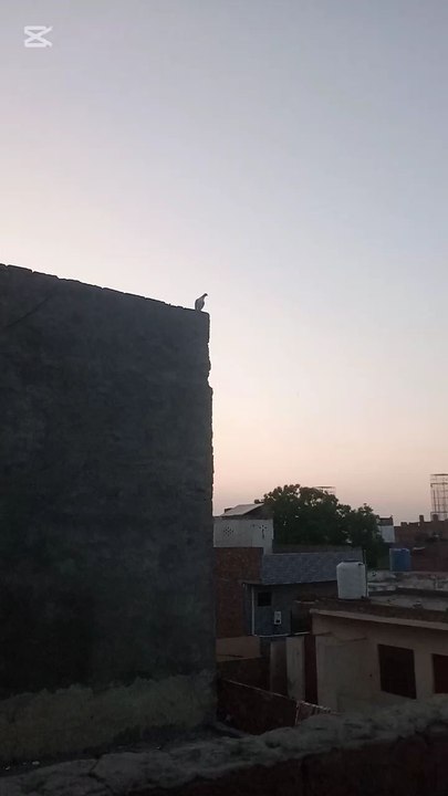 😱 Chat Per Achanak Naya Kabootar! Phir Kaise Pakda? | Kabootar Pakrnay Ki Real Clip | Pigeon Catching
