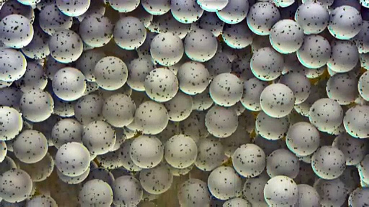 Videografik: Ewigkeitschemikalien und Wasserreinigung