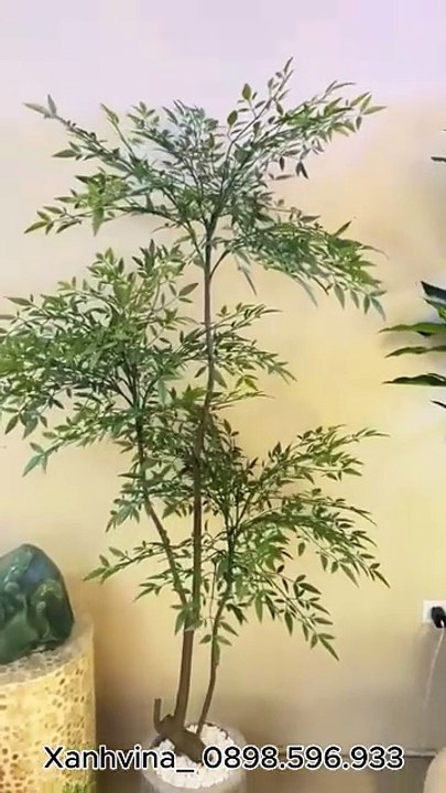 Cây nam thiên trúc KT 200cm _ Xanhvina