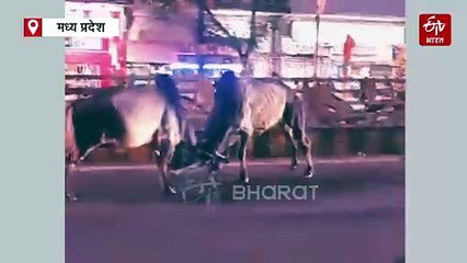 नहीं मानूंगा हार! सड़क पर दो बाहूबली सांडों में भयंकर युद्ध, होश उड़ा देगा अंजाम