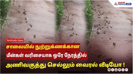 சாலையில் நுற்றுக்ணக்கான மீன்கள் வரிசையாக ஒரே நேரத்தில் அணிவகுத்து செல்லும் வைரல் வீடியோ !