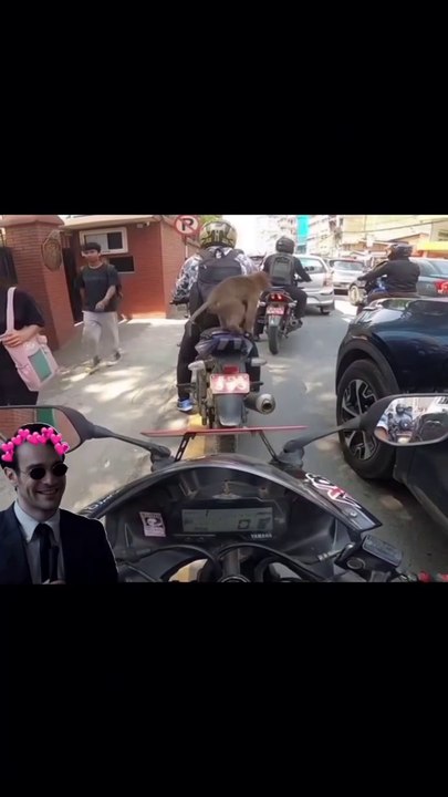 I think that  monkey  needed  ride