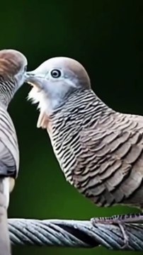 Burung perkutut