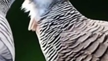Burung perkutut