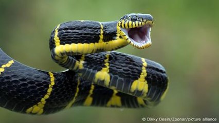 Why and how do snakes shed their skins?