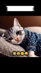 Cat Eid Special funny Story 😁 😂 #cat #cutecat #eid #eidmubarak #barieid #catlover #viralshorts #fun
