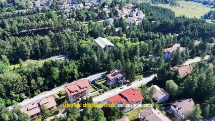 Tree Surveys 101: What Every Homeowner Should Know