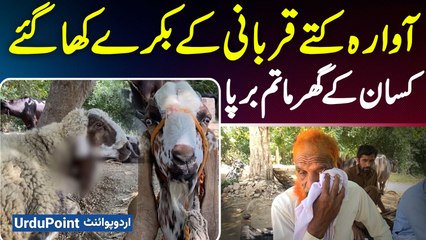Stray Dogs Attack And Eat Farmer's Sacrificial Goats - Mourning Erupted In The Farmer's House