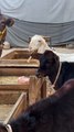 Pets life #qurbani #cow #goat #baby