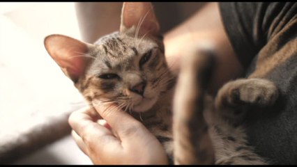 Veterinaria: nuove tecnologie per diagnosi più precise animali