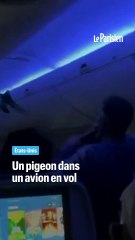 Un pigeon retrouvé dans un avion en plein vol