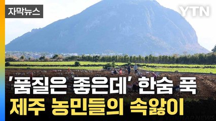 [자막뉴스] 너 '마늘' 믿는다... 제주 농가가 맞닥뜨린 '과제' / YTN