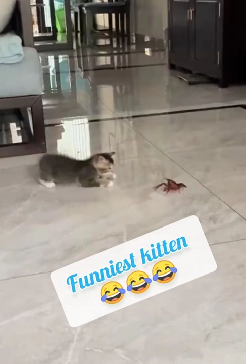 funniest kitten 😂😂😂