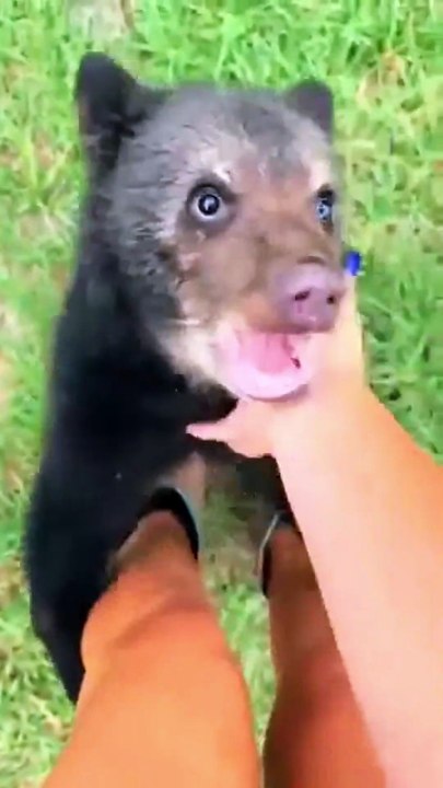 Suddenly, A Wild Bear Appears!