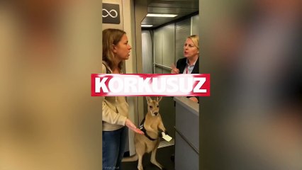 Sevimli Kanguru uçağa alınmadı: Elinde biletiyle bekledi!