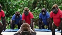 Gang of Gorilla's jumping on A trampoline