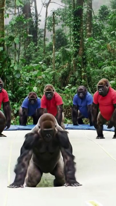 Gang of Gorilla's jumping on A trampoline