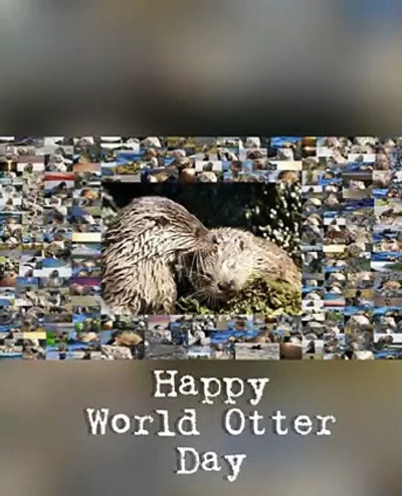 World Otter Day