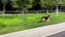 Viteză Maximă – Păstorul German Supersonic! 🐕💨 / Top Speed – The Supersonic German Shepherd!