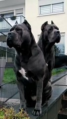 Echipa de pază doi câini vigilenți protejând teritoriul 🐕🛡️🐕