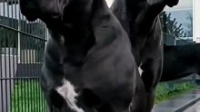 Echipa de pază doi câini vigilenți protejând teritoriul 🐕🛡️🐕